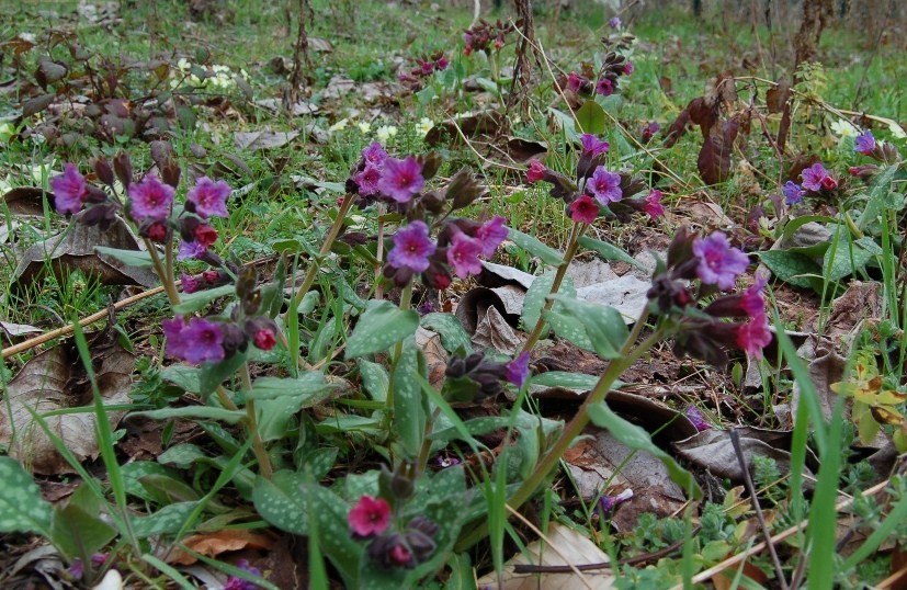 Pulmonaria officinalis